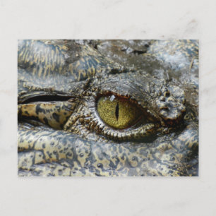 Scary Yellow Eye of Crocodile Postcard