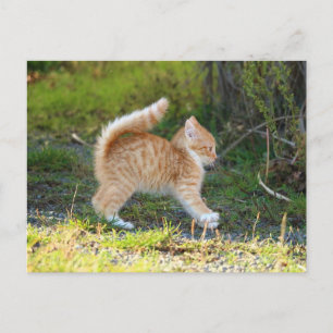 Scarycat Postcard