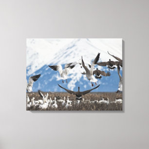 Scattering Geese Canvas Print