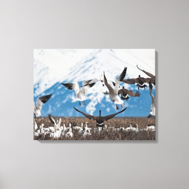 Scattering Geese Canvas Print (Front)