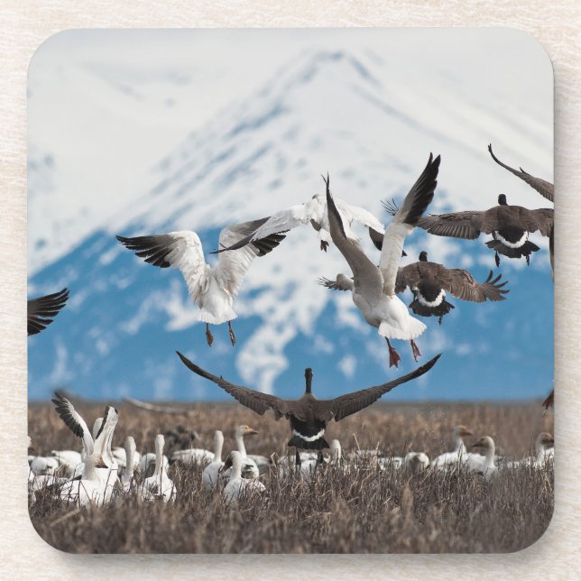 Scattering Geese Coaster (Front)