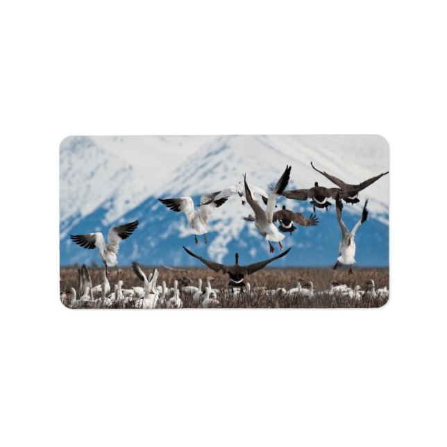 Scattering Geese Label (Front)