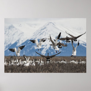 Scattering Geese Poster