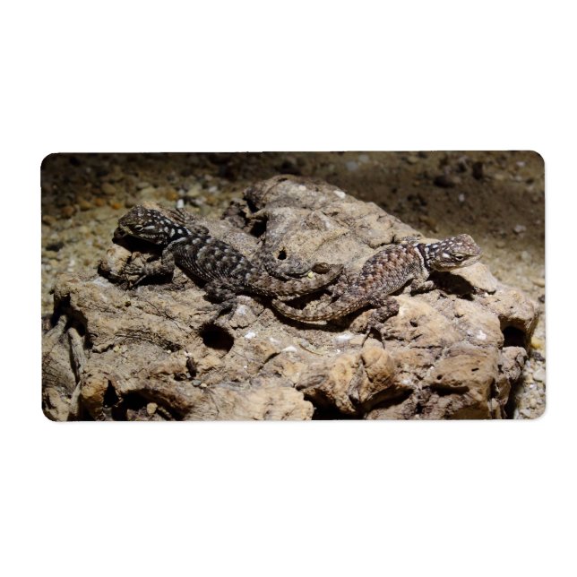 Sceloporus cyanogenys (Front)