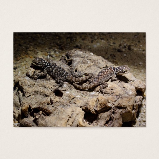 Sceloporus cyanogenys (Front)