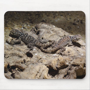 Sceloporus cyanogenys mouse mat