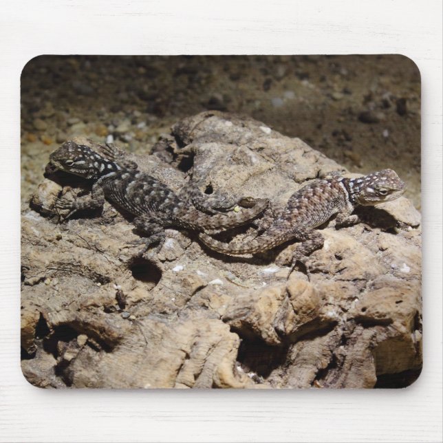 Sceloporus cyanogenys mouse mat (Front)
