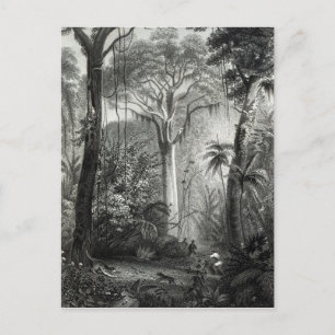 Scene in a Brazilian Forest engraved by Postcard