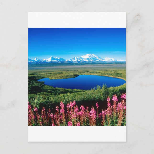 Scene Tundra Mount Mckinley Denali Alaska Postcard (Front)