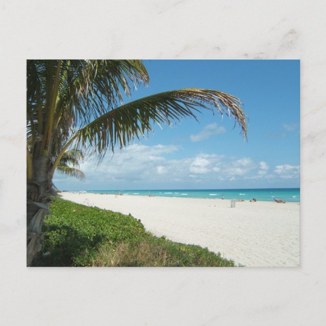 Scenic Beach, Side Palm Branch Postcard (Front)