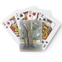 Scenic image of two trees grown together