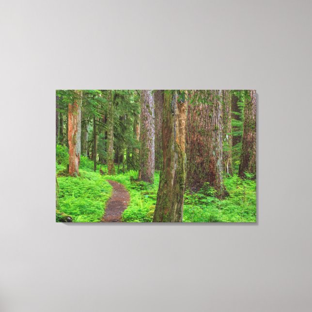 Scenic of old growth forest canvas print (Front)