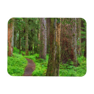 Scenic of old growth forest magnet