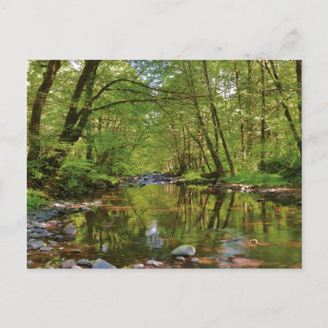 Scenic of Wilson River Postcard (Front)