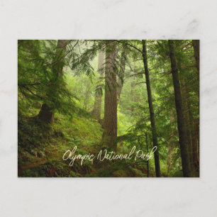 Scenic Olympic National Park Rainforest Postcard