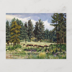 Scenic Pasture of Buffalo in South Dakota Postcard