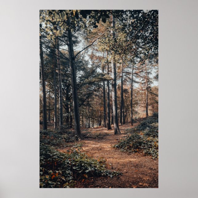 Scenic relaxing forest poster (Front)