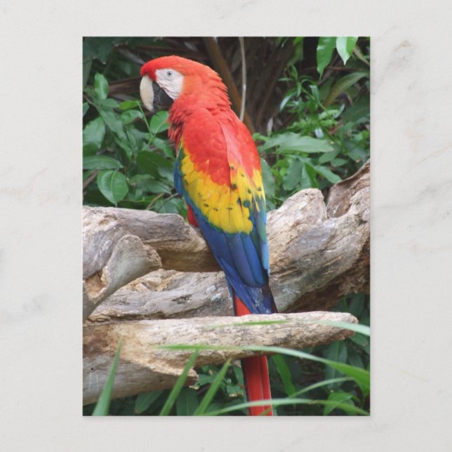Scenic Scarlet Macaw Postcard (Front)