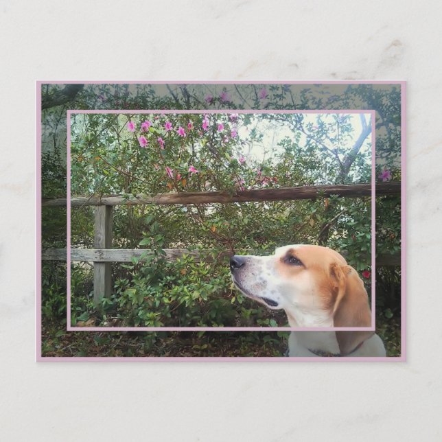 Scent of Spring Postcard (Front)