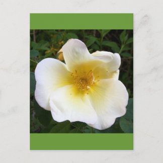 Scented Cream Rose Postcard