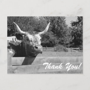 Sceptical Cow Thank You Postcard