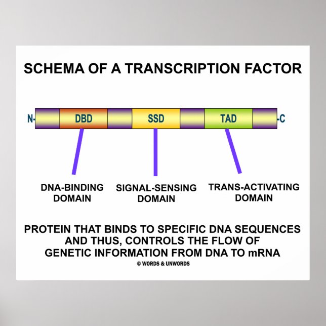 Schema Of A Transcription Factor (Protein) Poster (Front)