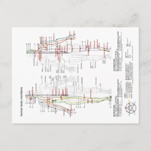 Schematic Chart Chinese Human Body Meridians Postcard