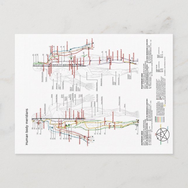 Schematic Chart Chinese Human Body Meridians Postcard (Front)