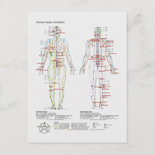 Schematic of the Chinese or Human Body Meridians Postcard