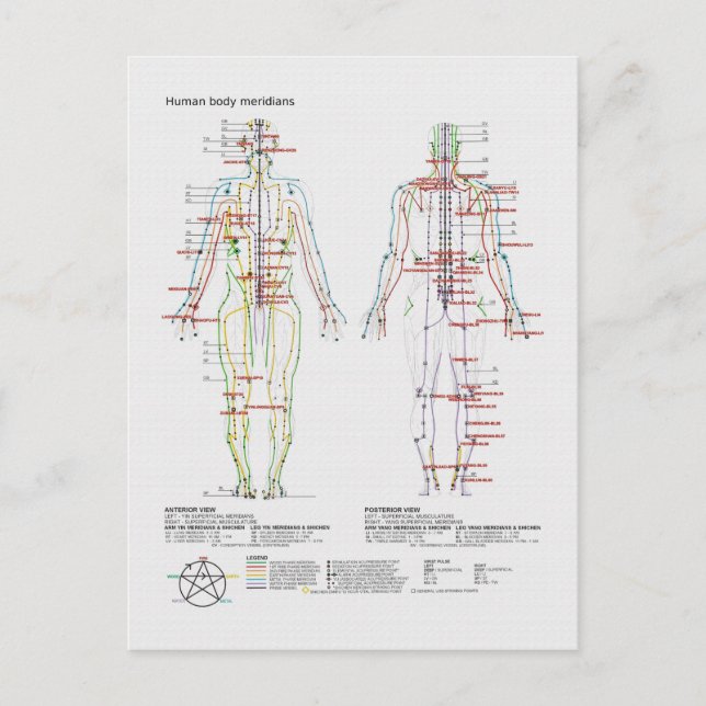 Schematic of the Chinese or Human Body Meridians Postcard (Front)