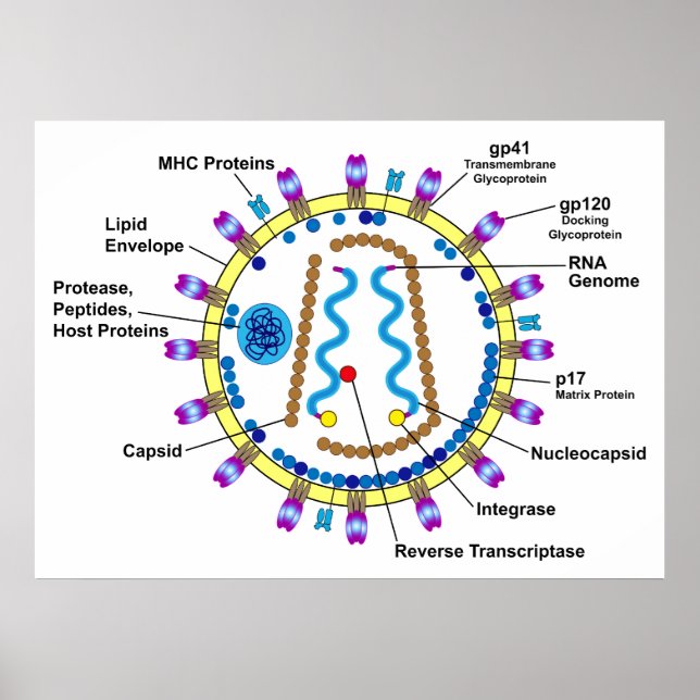 Schematic Representation of an HIV-Virion Diagram Poster (Front)