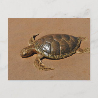 Schildkröte Postcard