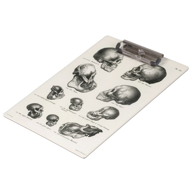 Schinz de Visser Human Monkey & Ape Skulls Clipboard (Angled)