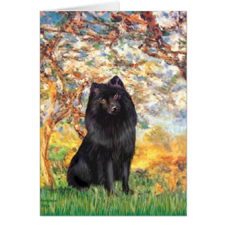 Schipperke 2 - Spring