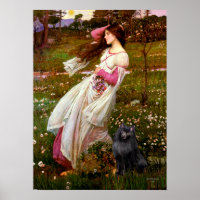 Schipperke 2 - Windflowers