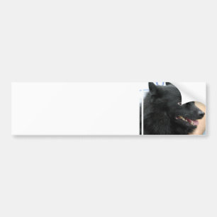 Schipperke Bumper Sticker