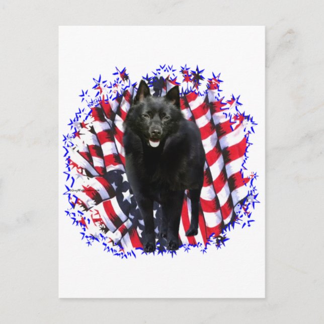 Schipperke Patriot Postcard (Front)