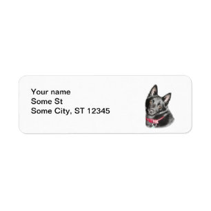 Schipperke Picture