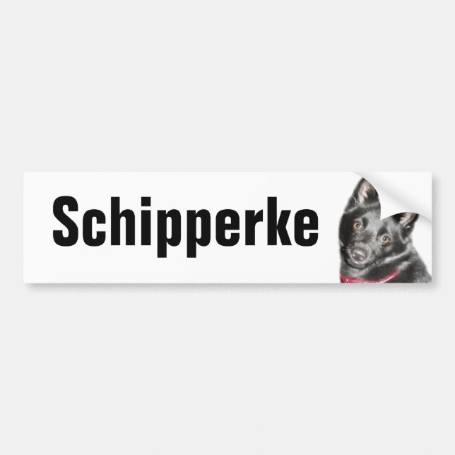 Schipperke Picture Bumper Sticker (Front)