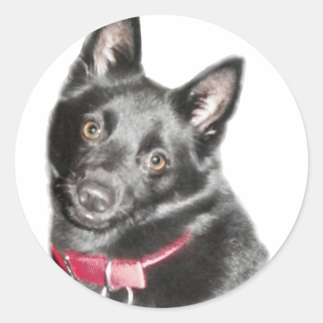 Schipperke Picture Classic Round Sticker (Front)