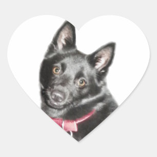 Schipperke Picture Heart Sticker
