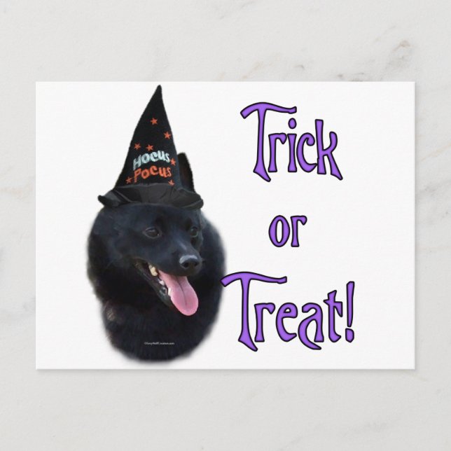 Schipperke Trick Postcard (Front)