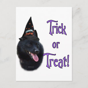 Schipperke Trick Postcard