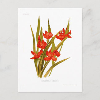 Schizostylis coccinea ( Kaffir lily) Postcard