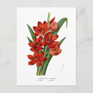 Schizostylis coccinea (Kaffir lily) Postcard