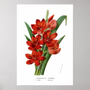 Schizostylis coccinea poster