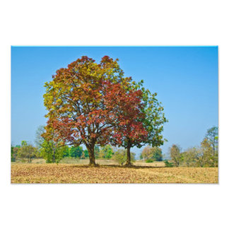 Schleichera oleosa/Ceylon oak/kusum tree Photo Print