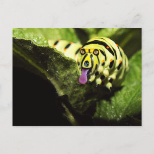 Schlobber Postcard