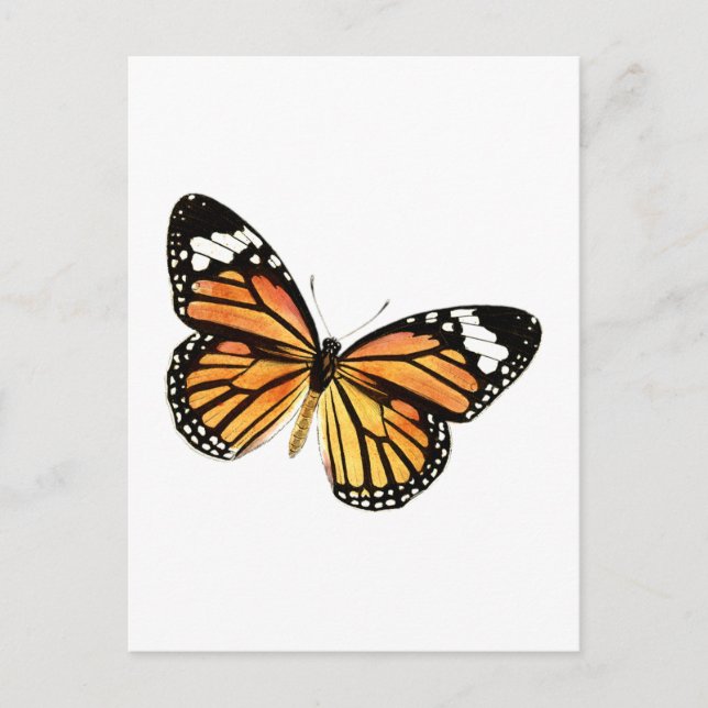 Schmetterling butterfly postcard (Front)