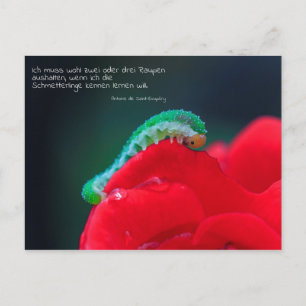Schmetterlinge sehen postcard
